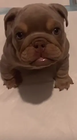 #fyp #parati #foryou #foryoupage #viral #dog #dogsoftiktok 🤍🥰🐶🫣🍼🫶