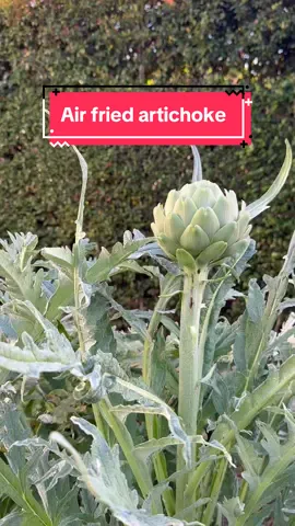 Best snack in the world 💚 #artichoke #garden #snack 