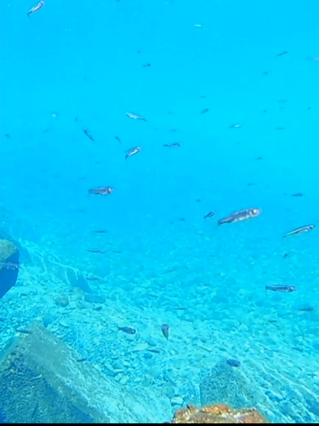 どの青が好き？#水中 #水中撮影 #underwater