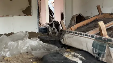 Pregnant mama saved from the bitter cold! This is a big win, Donna's had her eye on this mama for weeks now.  Who can foster this adorable girl so she can have her babies in your peaceful home? Mama will do all the work herself for the first few weeks. All she needs is a huge hearted person to take her in and let her do it!  Email Jordan@strayrescue.org When she is safe in a home, we can get another mama 🙏🙏🏽🙏🏿 Strayrescue.org/Foster