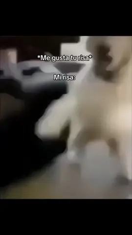 JAJAJA si soy🤣 #Meme #perroriendose #risa #yo #parati #foryou #fypシ 