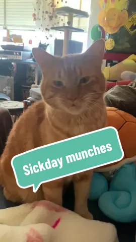 Wally makes for great company #fyp #foryou #foryoupage #wally #wallypretendstoeat #orangecat #wallyactuallyeats #orangecatbehavior #catsoftiktok #munchcat #treatyourpet #sickday 