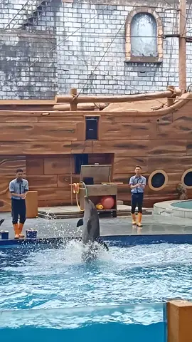 draft 🐬 #pertunjukanlumbalumba #dolphin #dolpinshow #tamansafari #tamansafariindonesia #tamansafariprigen #lumbalumba #prigen #pasuruan #jawatimur #fyp 