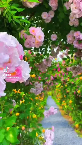 صباحكم جميل #صباح_الخير #صباحكم_أحلى_صباح #صباح_الورد #صباح_الرضا🕊🤍 #صباح_الرضا_من_عند_لله #أجمل_المقاطع #أجمل_الورود#مناظر_طبيعيه #مناظر_طبيعيه_رائعة #مناظر_خلابه #مناظر_ساحرة #مناظر_رائعه #مناظر_رائعه🤩 #حدائق_خلابة #نهاركم_زين_فل_وياسمين #نهاركم_سعيد #تحية_لكل_المتابعين_والمشاهدين🙏🥰 #المشاهدين_ #المتابعين_جميعآ #مشاهير_تيك_توك_مشاهير_العرب #مشاهير_تيك_توك #تحياتي_لجميع_المشاهدين_والمتابعين #دعاء_يريح_القلوب #دعاء_يريح_القلوب_ويطمئن_النفوس #دعاء_جميل #إسلاميات #إسلام #أدعية_وقرآن #أدعيه_أذكار_تسبيح_دعاء_استغفار #أدعيه_دينيه 