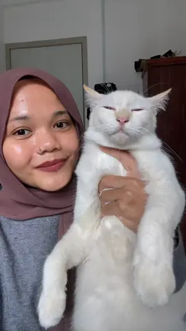 Jumpa esok ya pucca, behave kat rumah dengan adik adik 😤 #pucca #cat #cutecat #kucinglucu #meow #fyp #foryou #catsoftiktok 