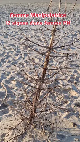 La femme Perverse Narcissique est froide, séductrice  menteuse, jalouse, possessive ,vénale, manipulatrice,contrôlant  provocante ,imprévisible, irrationnelle... #pn #femmepn #perversnarcissique #manipulatrice #venale #relationtoxique #jalouse #dependance #possessive #menteuse #parano #controlante #coaching #arcachon #bordeaux 