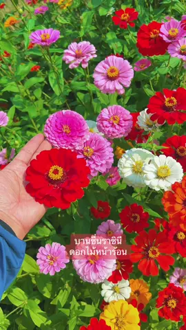 บานชื่นราชินีดอกไม้หน้าร้อน #CapCut #ดอกบานชื่น #บานชื่น #ทุ่งดอกไม้ #welovecosmos #zinniaflower #ดอกไม้