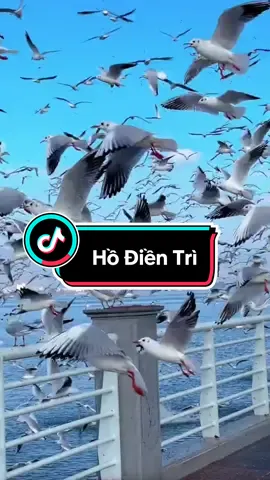 Chim Hải Âu hồ Điền Trì - Côn Minh Trung Quốc #dulichhakhau #dulichtrungquoc #hakhau 