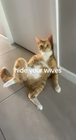 Hide your wives 👀 #gingercat #orangecat #catposing #boycat 