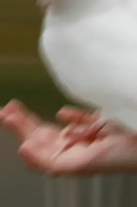 #Ghr ma kabooter palna#viral #foryou #follow #like #comment 