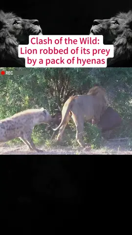 Clash of the Wild:Lion robbed of its prey by a pack of hyenas #lion #hyena #animals #wildlife #foryou #fyp #animalsoftiktok #tiktok 