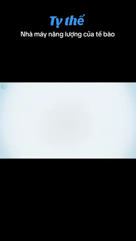 Ty thể - bào quan quan trọng giúp biến đổi, chuyển hóa năng lượng trong thức ăn thành nguồn năng lượng mà tế bào có thể sử dụng được. #LearnOnTikTok #khoahoc #congnghesinhhoc #foryou #fyp #xuhuong 