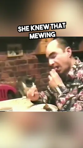 He Didn’t Expect This... 🥹❤️ #fyp #heartwarming #wholesome #cat 