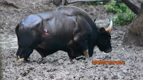 বন গরু বা গয়াল 😍😍 মাশাআল্লাহ  ❤️❤️ বনের এই অসম্ভব সুন্দর প্রাণীটিকে আমরা প্রতিনিয়ত ধ্বংস করছি।।  আসুন সবাই সচেতন হই।।  এই বণ্য প্রানীটিকে ধরা বা ক্রয় বিক্রয় বন্ধ করি।। #gayal #gaur #indianbison #bison #tiktok #trending #viral  #wildanimals #wildlife #animals  #foryou #fyp #foryoupage #unfrezzmyaccount #unfrezzmyaccount😭😭😭😭😭 