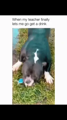Funny and cute dog compilation 🤣... #funnydog #funnypet #cutedog #dogsoftiktok #dog #doglover 