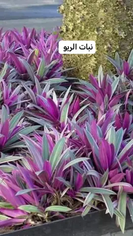 نبات الريو وجماله #نباتات_داخلية #زهور #حدائق #طبيعي #صباريات_زينة🌷 #معلومات_مفيده 