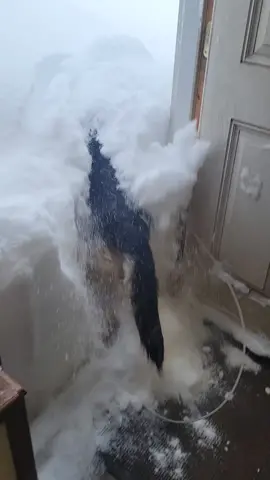 Got some snow. #yooper #snow #winter #gsd #germanshepherd #dogsoftiktok #michigan #snowstorm #upperpeninsulamichigan #weather #dogs #foryou #fyp #WeekendVibes #rollinginthedeep 