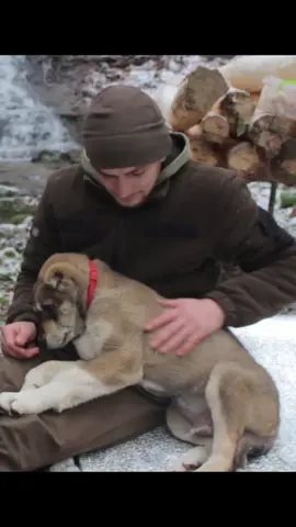 Part 1 | Man builds amazing shelter in the winter with his beautiful dog companion 🤩 #bushcraft #build #shelter #building #fyp #bushcraftsurvival #dog 