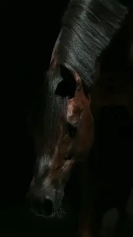 #عاشقة_الخيل🐎 #خيل_وخياله🐎 #كاظم_الساهر #علمني_حبك_سيدتي_أسوء_عادات👌 #تصميمي❤️ #لاتنسو_لايك_متابعة_اكسبلور_ازا_عجبكم #❤❤ 