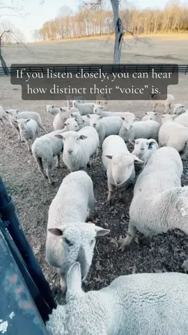Sheep Sounds Part 1 a/k/a Why Do I Sound Like My Mother?  In people and in dogs, we easily discern the distinctions in voice or bark - but the same is also true of sheep - and what we have discovered is that the sound of the mother’s bleat in sheep generally influences the unique sound of their offspring.   Part 2 will be coming soon and will tag a follower in the comments! #nurturetonature #environment #genetics #sheep #controlledenviroment #livestock #research #agtok #farmtok #animals 