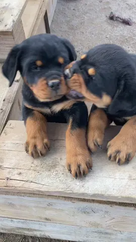 #cute #perros #rottweiler #pourtoi #fyp #foryou #amour #fyp #chien #rott #dog #bebe #2024 