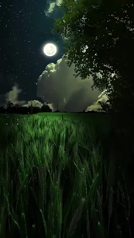 #moon #night #nicescenery #naturebeauty #naturebeauty #naturelover #niceview #relaxing #stunning #freetouse #livewallpaper #videobackground #longervideos #amazingview #trending #viral #foryoupage #foryou 