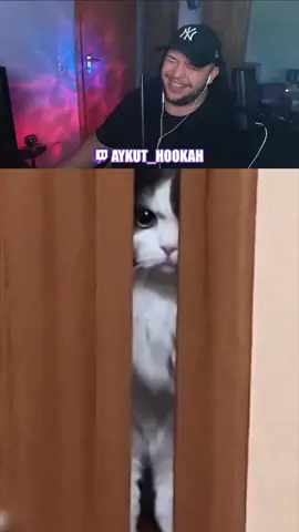 Wieso sind Katzen so?😅 #cat #cats #catmeme #catmemes #compilation #memecompilation #catcompilation #reaction #aykuthookah #laufhing #fyp 
