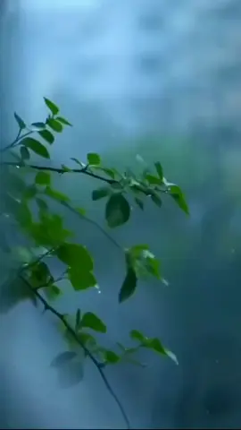 #ولاية #الخير #خلافه_على_منهاج_النبوه #ابو#عائشة#الخير  أضافه بآرك الله فيكم 