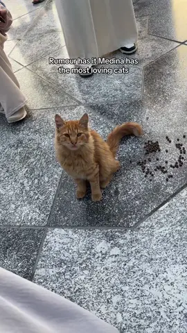 Cats in medinah.  #medinah #madina #madinah #nabawi #mosquenabawi #cats 