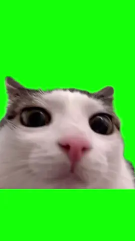 Cat blinking green screen (Crunchycat Luna)