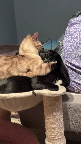 Two weirdos biting each others heads #catdad #boogie #sosa #fyp #fypcats #cats #catdaddy #cattok #catsoftiktok #catwresling 
