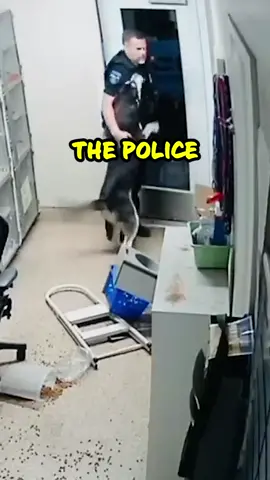 Smart Dog Escapes Kennel for Midnight Snack - Hilarious Police Reaction! 😂 🎥: lostourhome FB #CopHumor #Funny #Dog #Police #Snack #Smart #Reels #heartwarming #wholesome #tiktok #foryou #foryoupage #fyp #foryoupageofficiall #Community #Comedy #dog #dogsoftiktok #dogs 