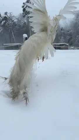 Ever see a peacock fly? ✨ #peacock #snow #michigan #Love #shen #ranchlife 