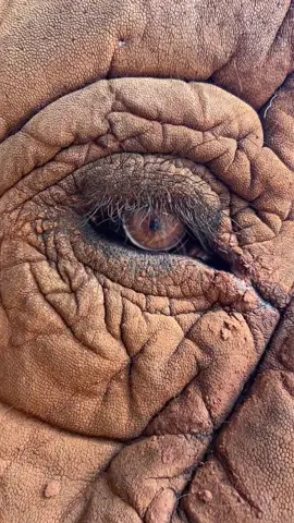 ‘When I look into the eyes of an animal, I do not see an animal. I see a living being. I see a friend. I feel a soul.’ Anthony Douglas Williams  เมื่อฉันมองเข้าไปในดวงตาของสัตว์ ฉันไม่ได้มองเห็นแค่สัตว์ ฉันมองเห็นการมีชีวิตอยู่  ฉันมองเห็นเพื่อนร่วมโลก และรู้สึกถึงจิตวิญญาณของพวกเขา                                                                 แอนโทนี่ ดักลาส วิลเลี่ยม  #ElephantNaturePark  #SaveElephantFoundation  #มูลนิธิอนุรักษ์ช้างและสิ่งแวดล้อม #Elephant #ChiangMai #ElephantRescue #ElephantSanctuary                                                                                                                                                                                         #เชียงใหม่ #ศูนย์บริบาลช้าง