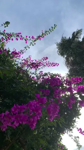 🫶#xuhuong #hoagiay #hoangnghia #chillmotchut #viral #ypfッ 