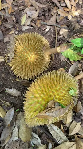 Tutorial WA jadi rame🤠#fyp#prank 