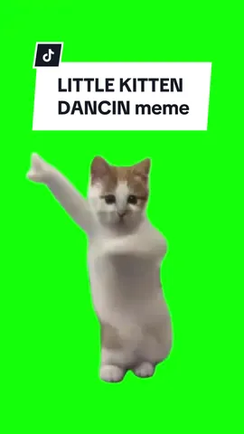 #CapCut LITTLE KITTEN DANCING meme. LITTLE KITTEN DANCING meme.  #greenscreen #greenscreenvideo #greenscreenoverlays #fyp #fypシ #fypage #fypppppppppppppppppppppppppppppppppppppppppppppppppppppppppppppppppppppp #fyppage #fypシ❤️💞❤️ #meme #memes #memestagram #freefirememe #memepage #viral #viralvideos #viralreels #viralvideo #viralpost #meme2024 #catsofinstagram 
