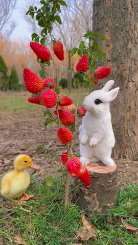 #cute #rabbit