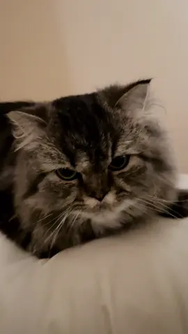 แจ๊บๆทุกเช้า #เทรนด์วันนี้ #โยดาแมวแจ๊บๆ #เปอร์เซียร์ลายสลิด #persiancat #นักล่าจิ้งจก🦎 #โยดาแมวลิง 