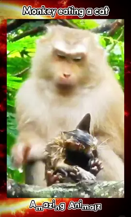 #fyp #nature #animalworld 