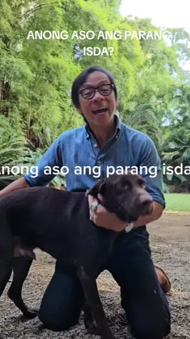 WATER DOG? Why is the Labrador retriever so adapted to water?  #kuyakimanona #foryou #foryourpage #dapatalammo #LearnOnTikTok #learnitontiktokph #learnontiktok #foryoupage #kuyakim #labradors #labradoresretriversoftiktok 