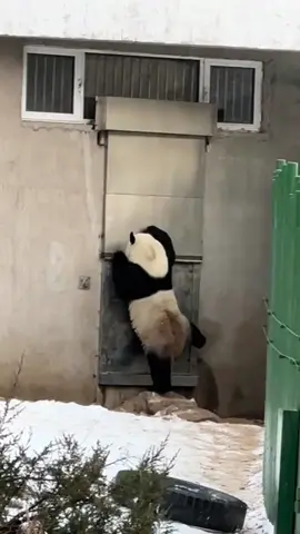 Open the door please ,it’s urgent #panda #cutepandas 😂😂😂