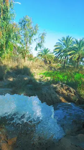 #بستان  #ريف #يهل_العيد_عدنا_من_تجونا #خضار #اكسبلور #راحة #راحة_نفسية #جمال #طبيعة #ماء #نخل #حديقة #حدايق #سفرة #طلعة #طلعة_بر #جمعة #جمعة_مباركة #جمعات #اهل #جمعات_أهل #شوي #سمج #سمج_شوي #حطب #سمك #سمك_مشوي #غروب #غروب_الشمس_تصويري #غروب_الشمس 