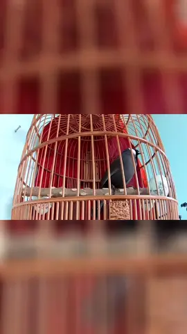 luyện khứu hót giọng bắt cô trói cột #dutren #suhuong #xuhuongtiktok 