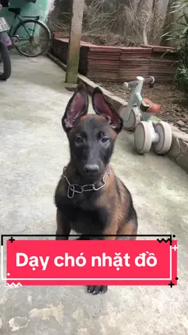 Dạy chó đúng cách #malinois #becgiebỉ #chonghiepvu #workingdog #dog #malinoispuppy #huanluyencho 