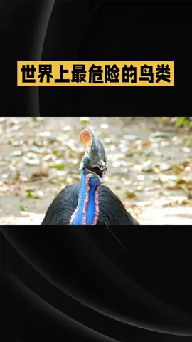 食火鸡：危险的鸟类之王 #tiktok #上热门 #宠物 