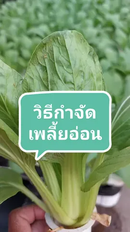 วิธีกำจัดเพลี้ยอ่อน และหนอน ที่มารบกวนผัก #กําจัดเพลี้ย #สูตรกําจัดเพลี้ย #สูตรกําจัดเพลี้ยแบบไร้สารเคมี #ไฮโดรโปนิกส์ #ปลูกผักไฮโดรโปนิกส์ #tiktkokuni #kaewgarden 