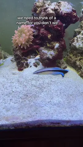 why did tiktok put a filter on my forehead 😭 anyway NEW TANK MATE! what do you think he should be called? #cleanerwrasse #marinetank 