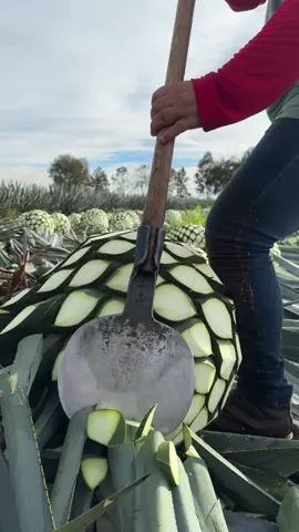 Harvesting ripe agave for G4 Tequila is a special skill.  Join us in celebrating the hard working jimadores as they meticulously gather the finest agave.  🥂 ¡El arte de cosechar agave para G4 Tequila es incomparable! Únete a nosotros para celebrar a los talentosos jimadores mientras recolectan el mejor agave.  #G4Tequila #AgaveMasters #Agave #Jimador #LaJima #Tequila #LosAltos 