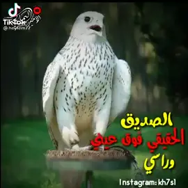 #&الصديق الحقيقي فوق عيني وراسي ###@@♥️👍♥️